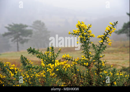 Ashdown Forest, Sussex, UK, den 11. April 2018 UK Wetter. Nebel über die höchsten Punkte der Wald. © Tony Rogers/Alamy leben Nachrichten Stockfoto