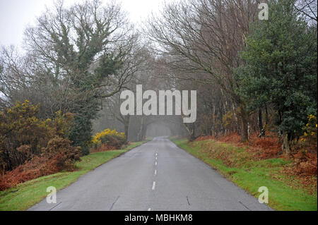 Ashdown Forest, Sussex, UK, den 11. April 2018 UK Wetter. Nebel über die höchsten Punkte der Wald. © Tony Rogers/Alamy leben Nachrichten Stockfoto