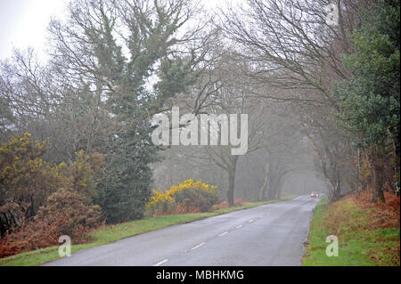 Ashdown Forest, Sussex, UK, den 11. April 2018 UK Wetter. Nebel über die höchsten Punkte der Wald. © Tony Rogers/Alamy leben Nachrichten Stockfoto