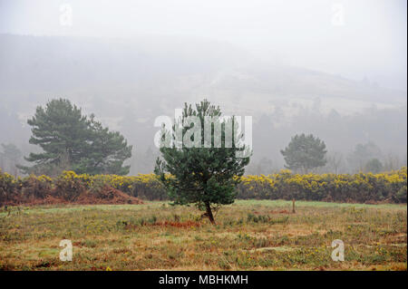 Ashdown Forest, Sussex, UK, den 11. April 2018 UK Wetter. Nebel über die höchsten Punkte der Wald. © Tony Rogers/Alamy leben Nachrichten Stockfoto