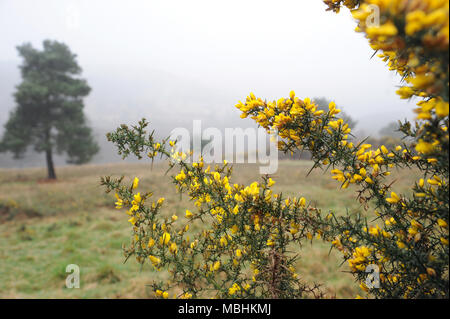 Ashdown Forest, Sussex, UK, den 11. April 2018 UK Wetter. Nebel über die höchsten Punkte der Wald. © Tony Rogers/Alamy leben Nachrichten Stockfoto