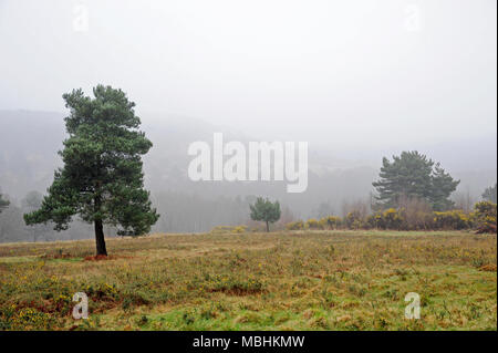 Ashdown Forest, Sussex, UK, den 11. April 2018 UK Wetter. Nebel über die höchsten Punkte der Wald. © Tony Rogers/Alamy leben Nachrichten Stockfoto