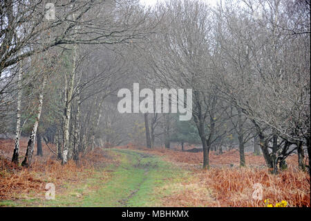 Ashdown Forest, Sussex, UK, den 11. April 2018 UK Wetter. Nebel über die höchsten Punkte der Wald. © Tony Rogers/Alamy leben Nachrichten Stockfoto