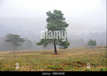 Ashdown Forest, Sussex, UK, den 11. April 2018 UK Wetter. Nebel über die höchsten Punkte der Wald. © Tony Rogers/Alamy leben Nachrichten Stockfoto