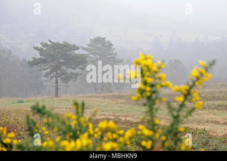 Ashdown Forest, Sussex, UK, den 11. April 2018 UK Wetter. Nebel über die höchsten Punkte der Wald. © Tony Rogers/Alamy leben Nachrichten Stockfoto