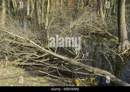 Posen, Großpolen, Polen. 10 Apr, 2018. Der Biologe Augen: Schätze der Feder Wald. Im Bild: Die Erle Wald. Credit: Dawid Tatarkiewicz/ZUMA Draht/Alamy leben Nachrichten Stockfoto