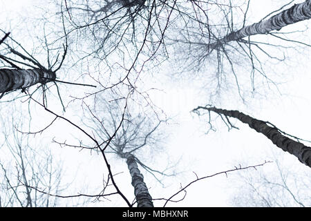 Birch Tree Tops von unten fotografiert, mit hellen Himmel über ihnen. Nackareservatet-Naturschutzgebiet in Schweden. Stockfoto