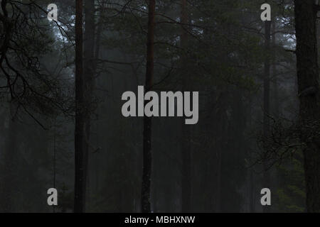 Wald mit Pinien und Tannen. Misty, Moody, morgen. Nackareservatet-Naturschutzgebiet in Schweden. Stockfoto