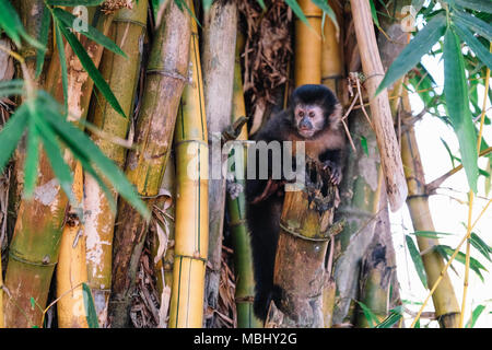 Eine junge Braune Kapuziner Affen sitzen auf einem Bambus Zweig im Dschungel von Argentinien. Stockfoto