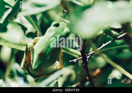 Dwarf Green Tree Frog Litoria fallax Um während des Tages springen, Townsville Stadt gemeinsame Conservation Park, Pallarenda, QLD, Australien Stockfoto