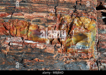 Nahaufnahme von einem bunten Stück versteinertes Holz in Arizona. Organische Materie in das Protokoll wurde nach und nach durch die Mineralien, die vor Millionen von Jahren ersetzt. Stockfoto