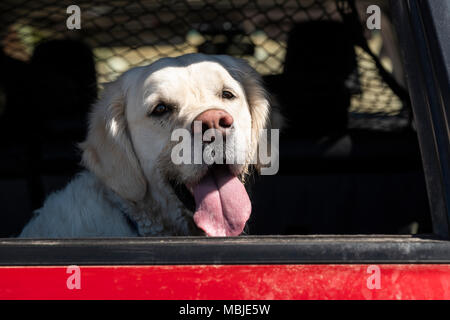 Platin farbige Golden Retriever Hund in einem Lastwagen Stockfoto
