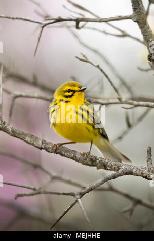 Grasmücke auf einem toten Ast während der Frühlingsmigration Stockfoto