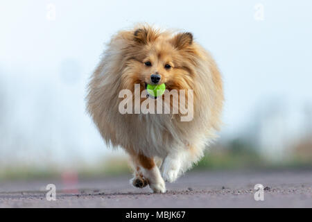 Ein Shetland sheepdog spielt mit einer kleinen Kugel Stockfoto