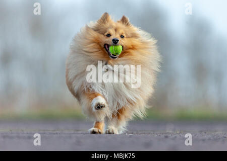 Ein Shetland sheepdog spielt mit einer kleinen Kugel Stockfoto