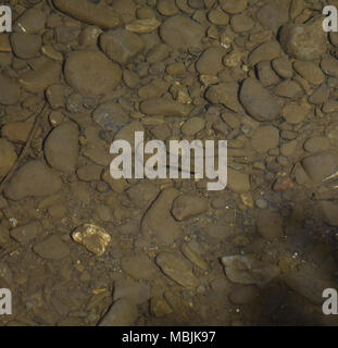 Kleiner Fisch in Alameda Creek, Sunol Regional Wilderness, Kalifornien, Stockfoto