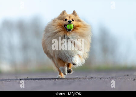 Ein Shetland sheepdog spielt mit einer kleinen Kugel Stockfoto