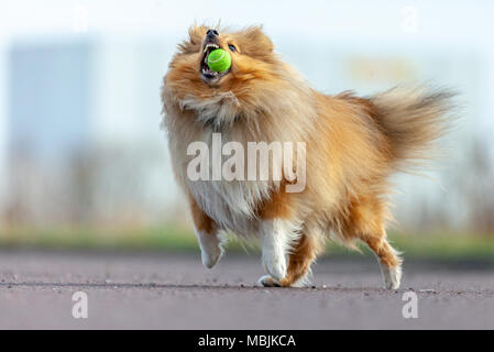 Ein Shetland sheepdog spielt mit einer kleinen Kugel Stockfoto