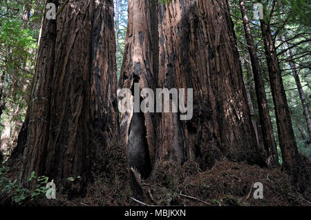 Feuer beschädigt, Küste Redwood Baum, Sequoia sempervirens. Big Basin Redwoods, Santa Cruz Mountains, Kalifornien Stockfoto