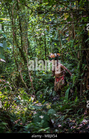 Ein erwachsener Huli Wigman im Wald, Tari Tal, Papua-Neuguinea Stockfoto