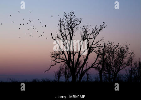 Birds Perched in Trees at Sunset Stockfoto