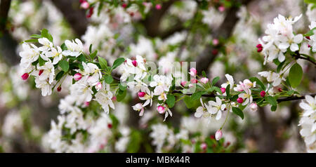 Blühende rot, weiß und rosa Feder Filialen. Stockfoto