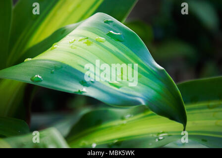 Wassertropfen auf den Blättern eines Dracaena massangeana Anlage. Stockfoto