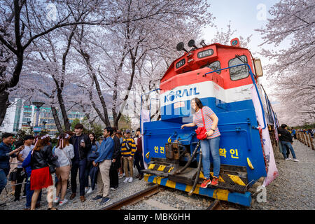 Jinhae, Südkorea - Apr 1, 2018: jinhae Gunhangje Festival ist das größte Cherry Blossom Festival in Korea. Touristen fotografieren der Schönen Stockfoto