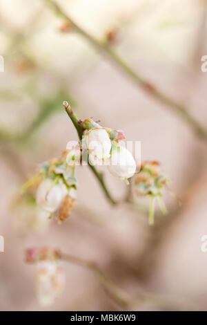 Blueberry Werk nur aus Blüten Stockfoto