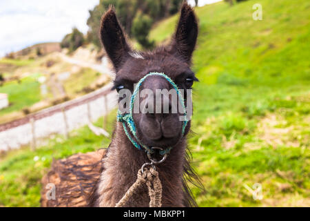 Lamas in den Anden, Ecuador Chimborazo. Stockfoto