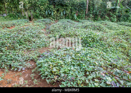 Ein Feld von Kartoffeln in einem huli Dorf, Tari Tal, Papua-Neuguinea Stockfoto