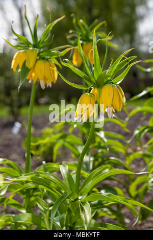 "Lutea' Crown Imperial, Kejsarkrona, (Fritillaria imperialis) Stockfoto