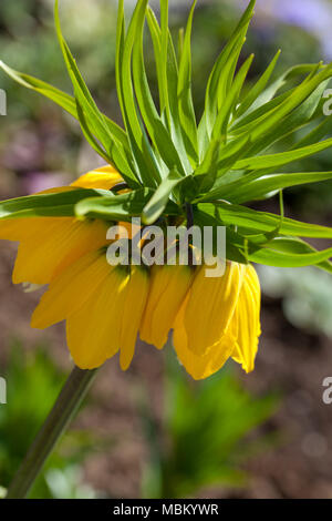 "Lutea' Crown Imperial, Kejsarkrona, (Fritillaria imperialis) Stockfoto