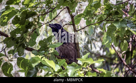 Serbien - Nebelkrähe (Corvus cornix) Essen white Mulberry in einem Tree Top Stockfoto