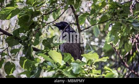 Serbien - Nebelkrähe (Corvus cornix) Essen white Mulberry in einem Tree Top Stockfoto