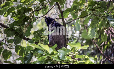 Serbien - Nebelkrähe (Corvus cornix) Essen white Mulberry in einem Tree Top Stockfoto