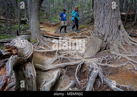 Wanderer in der Nähe von chileno Zuflucht, durch Lenga Wald, Nothofagus pumilio Wald, Valle Ascencio Tal, Torres del Paine Nationalpark, Patagonien, Chile Stockfoto