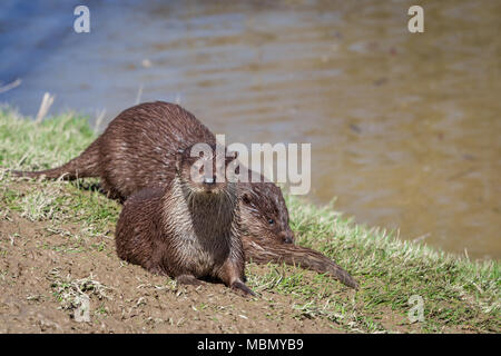 Fischotter (Lutra Lutra) am britischen Wildlife Center, Lingfield, Surrey, England, Großbritannien Stockfoto