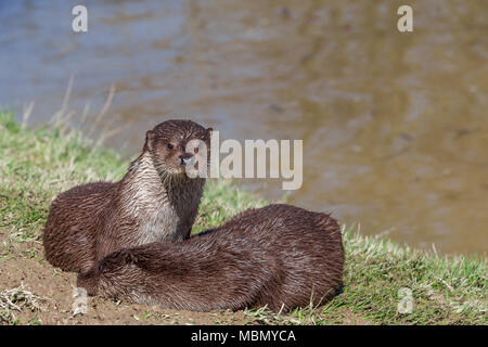 Fischotter (Lutra Lutra) am britischen Wildlife Center, Lingfield, Surrey, England, Großbritannien Stockfoto