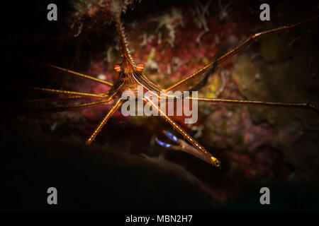 Yellowline Pfeil Crab (Stenorhyncus Seticornis) auf das Riff in Bonaire, Niederländische Antillen Stockfoto