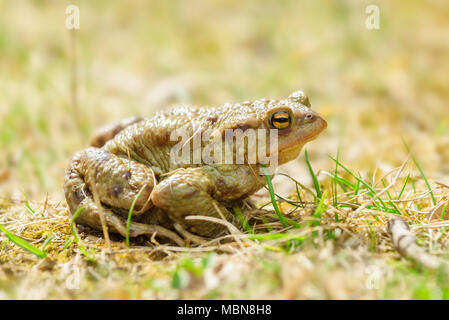 Die Erdkröte, Europäische Kröte, Toad, Bufo Bufo, ist eine Amphibie in fast ganz Europa gefunden, im westlichen Teil des North Asia, und in einem kleinen p Stockfoto