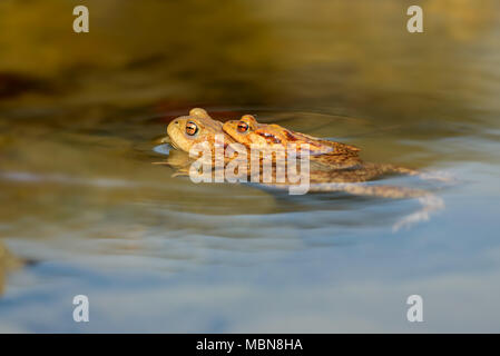 Die Erdkröte, Europäische Kröte, Toad, Bufo Bufo, ist eine Amphibie in fast ganz Europa gefunden, im westlichen Teil des North Asia, und in einem kleinen p Stockfoto