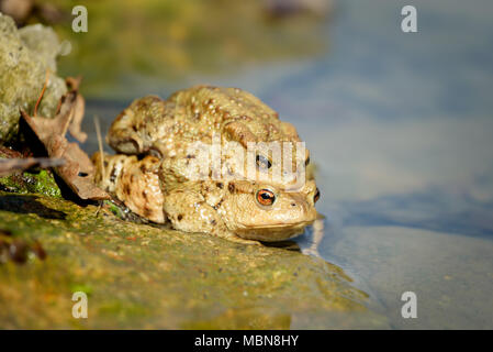 Die Erdkröte, Europäische Kröte, Toad, Bufo Bufo, ist eine Amphibie in fast ganz Europa gefunden, im westlichen Teil des North Asia, und in einem kleinen p Stockfoto