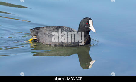 Muster des eurasischen Blässhuhn schwimmt in einem See Stockfoto