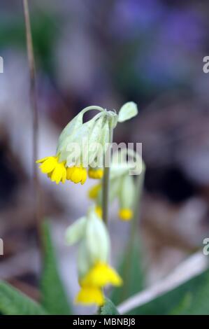 Primel, Schlüsselblume, Detail, gelbe Blume im Frühling Stockfoto