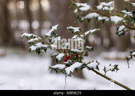 Holly Bush im Schnee, mit Beeren auf es Stockfoto