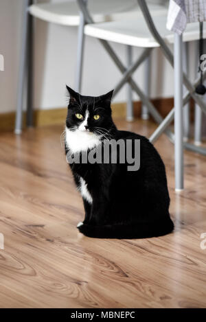 Porträt einer schwarz-weisse Katze zu Hause sitzen. Stockfoto