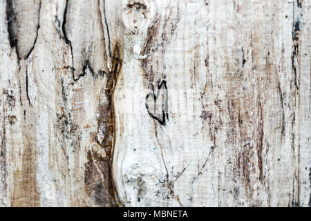 Herz aus Holz. Holz textura mit einem natürlich geformten Herz. Stockfoto