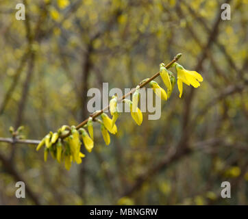 Forsythia Blumen auf einem einzigen Niederlassung in Chaoyang Park, Peking, China Stockfoto