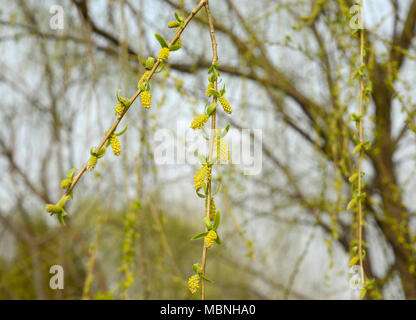 Palmkätzchen von Hang aus Zweigen eines großen Willow Tree in Chaoyang Park, Peking, China Stockfoto
